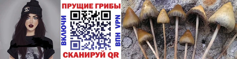 нарко площадка как зайти  купить   Ленинградская  Галлюциногенные грибы GOLDEN TEACHER 
